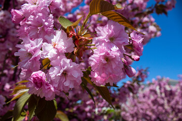 Blossoming cherry sakura in city park