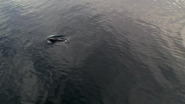 Aerial slow movement around Cortez sea with swimming fin whale