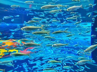 A school of fish in an aquarium 