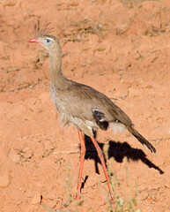 Profile seriema on red earth soil
