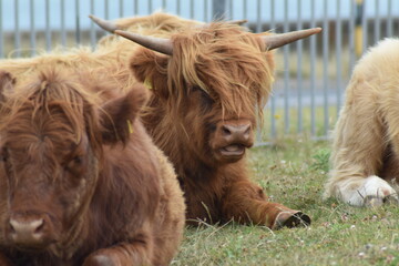 cows on the farm in Ireland 