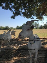 Goat looking over tthe barbed wire in a farm