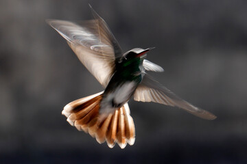 hummingbird