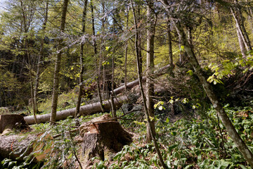 Windblown trees in the forest after strong storm