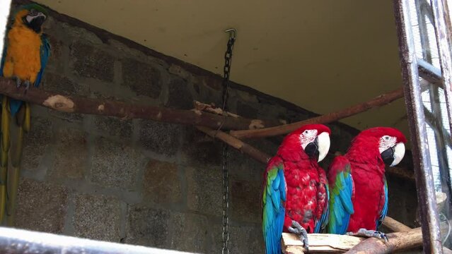 Green winged macaws sit side by side together look around