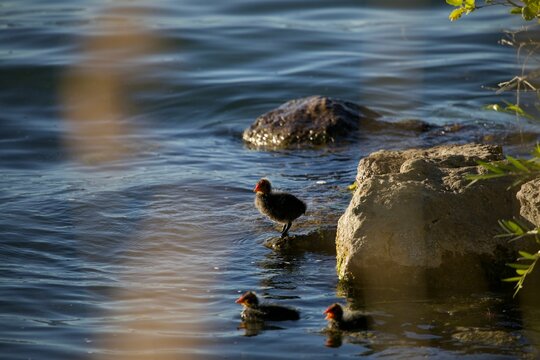 Closeup Of Eurasian Coots Floating And Standing In Water With Rocks