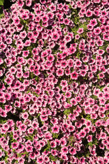 Obraz premium Pink, purple flowers of surfinia (ampelous petunia). Summer flowers. Floral postcard with pink surfinia. Garden, seasonal gardening. Purple surfinia blossom. Pink bloom of surfinia