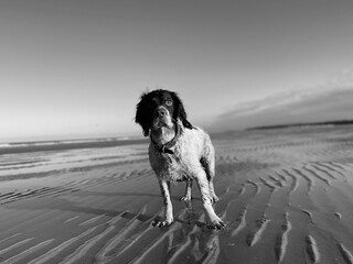 Grayscale shot of a curious English Setter dog standing on a sand