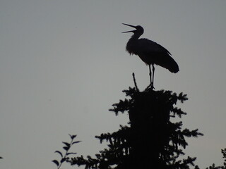 silhouette of a stork on top of a spruce against the background of the evening sky