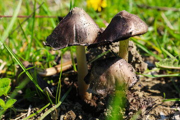 Little mushrooms in the meadow
