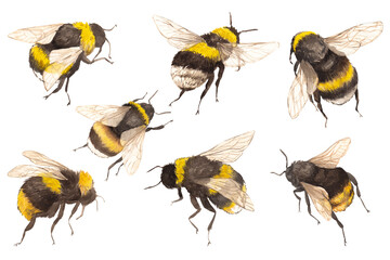 Bumblebee Watercolor  hand drawn illustration set. Watercolor insects drawing. Isolated elements on white background.