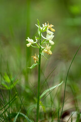 Roman dactylorhiza (Dactylorhiza romana) in natural habitat