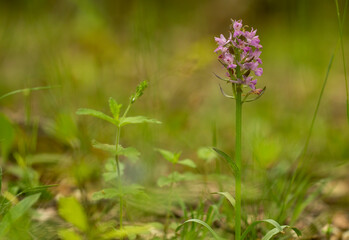 Fototapeta premium Roman dactylorhiza (Dactylorhiza romana) in natural habitat
