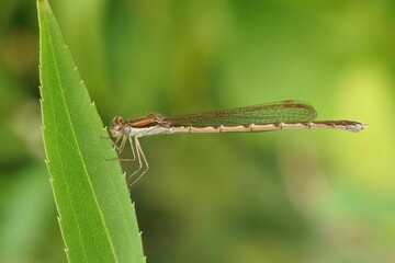 Closeup on a female Common winter damselfly, Sympecma fusca sitting in the vegetation in the garden © Wirestock Creators