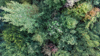 European forest top view. Aerial perspective of German forest near the Alps in late summer