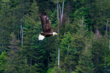 A view of a bald eagle on the shores in Disenchartment Bay close to the Hubbard Glacier in Alaska...
