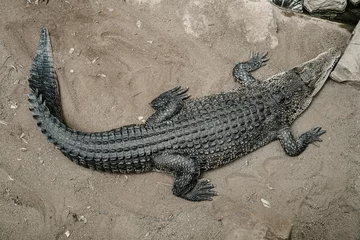Foto op Aluminium Top view of a crocodile resting on the ground © Wirestock Creators