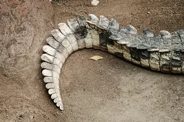 Gartenposter Closeup shot of the tail of a crocodile on the ground © Wirestock Creators