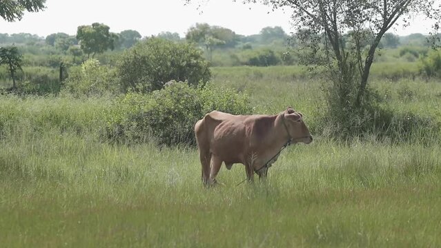 video of a large native Indonesian cow grazing on a modern farm