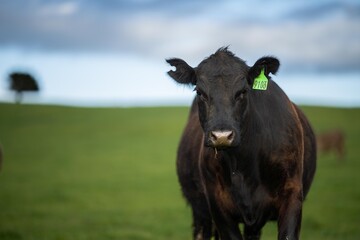 Portrait of Cows in a field grazing. Regenerative agriculture farm storing co2 in the soil with...