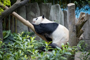 Giant panda lying on the tree trunk