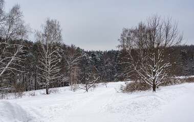 Winter landscape. Trees on a snow-covered field.