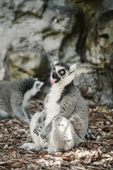 Fototapeta premium Galago lemur sitting on the ground in the zoo
