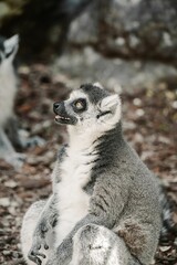 Fototapeta premium Galago lemur sitting on the ground in the zoo