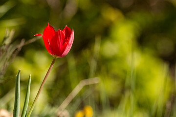 Rhodopean Tulip (Tulipa rhodopea), rare species wild flower from Bulgaria, Balkans