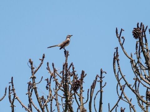 Closeup of a Mockingbird sitting on top of a tree branch