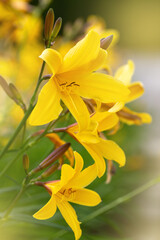 Yellow lilly in the garden, close up, macro shot. Seasonal flowers in the park, vertical