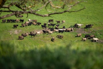 cows in the field