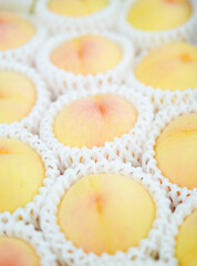 白桃 / 岡山県産・清水白桃