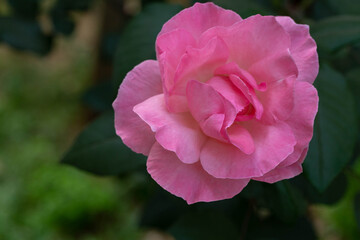 Beautiful pink tea rose on a blurred dark green background. Close-up