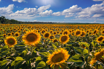 Balatonfuzfo, Hungary - Sunflower field at summertime with sunlight and blue sky with clouds near...