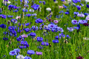 Obraz premium Cornflowers on a wheat field, colorful cornflower field
