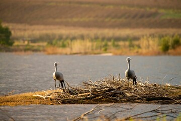 Pair of blue cranes standing among dry branches near a marsh