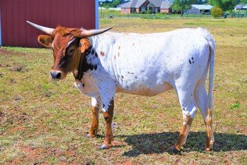 A couple of longhorn cow pals, sauntering through the field.