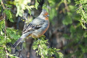 A White-tipped Plantcutter (Phytotoma rutila) perching on a tree. Merlo, San Luis, Argentina