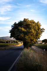Single tree in the road during sunset