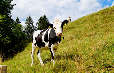 cow grazing on the green alpine meadow in Nesselwang in the Bavarian Alps, Allgau, Bavaria, Germany		
