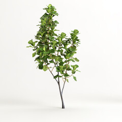 3d illustration of ficus tree isolated on white background