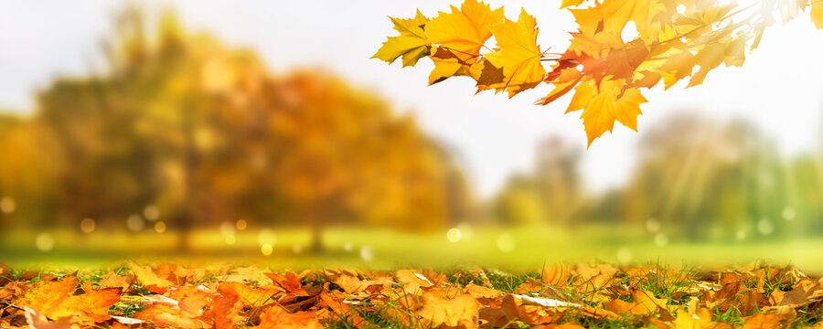 idyllic blurred autumn landscape background with a frame from maple leaf branch and fall leaf meadow in sunshine