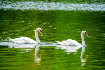  Swans floats in a natural lake.