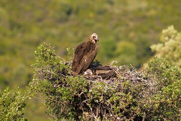 Closeup shot of a Black vulture  (Coragyps atratus) in a nest