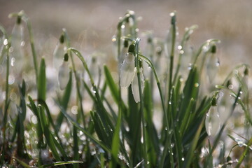 Schneegl&ouml;ckchen mit Morgentau