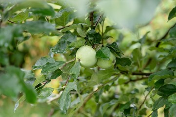 Ripe or unripe two apples covered with raindrops grow on a tree. Juicy fruits close-up. Harvesting. Fruits are green or yellow in color