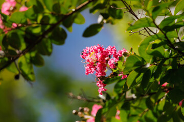Group of Lagerstroemia indica Pink flowers between leaves and blue sky