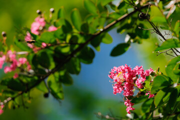 Group of Lagerstroemia indica Pink flowers between leaves and blue sky