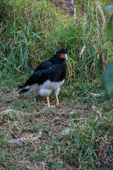 China linda, especie de Águila, en granja Porcon Cajamarca.